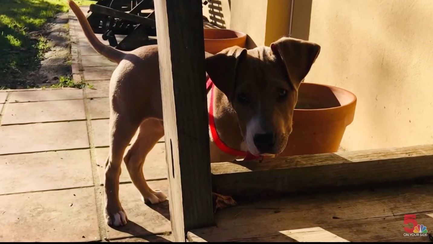 Off-duty cop charged after neighbor's dog is shot with a pellet gun ...