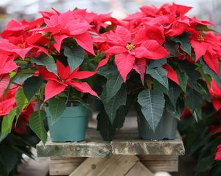 Our favourite festive flora can be toxic to our pets