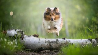 Shetland Sheepdog