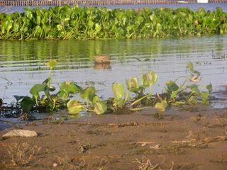water-hyacinth-100623-02
