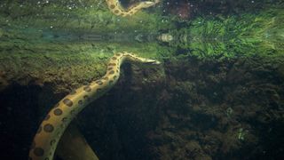A green Anaconda with large round spots swims underwater, the water rippling overhead