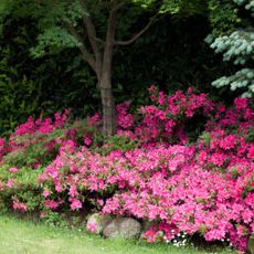 Pink Blooming Azaleas Planted Under Tree at Woodland's Edge