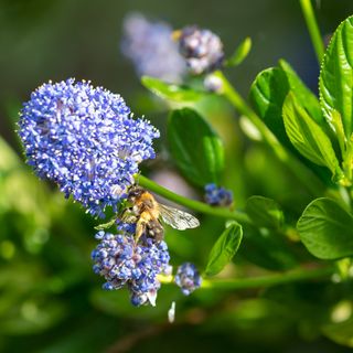 Closeup of bee on Ceanothus or California lilac flowers