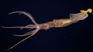 Rare squid captured in the deep ocean surrounded by pitch black