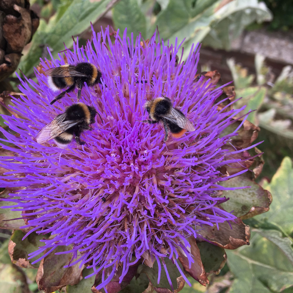 flower garden with lavender colour flower and bee