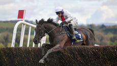 Dan Skelton horses to follow - Nube Negra Harry Skelton