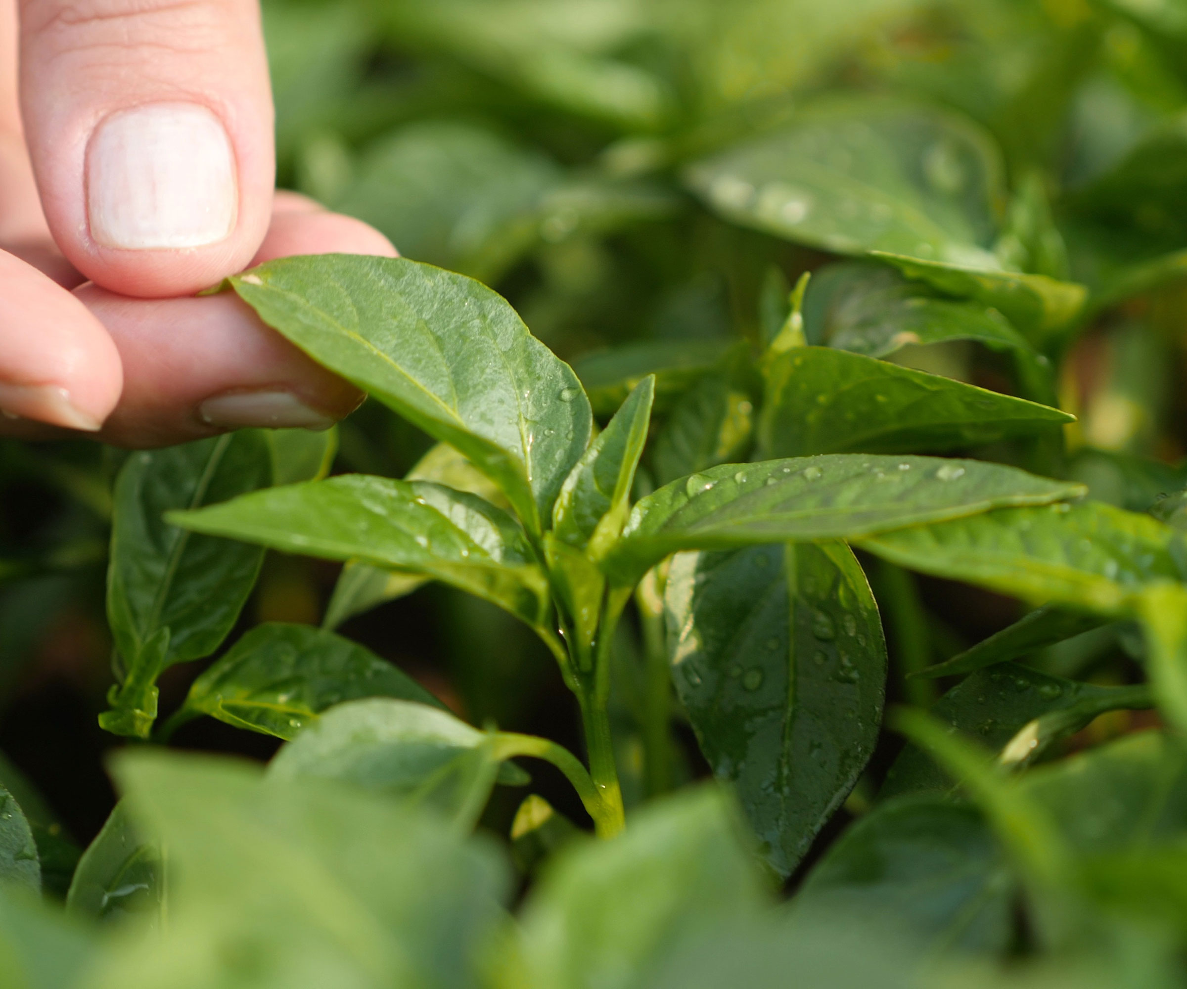 green pepper seedlings being touched