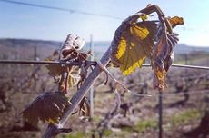 climate change vineyards