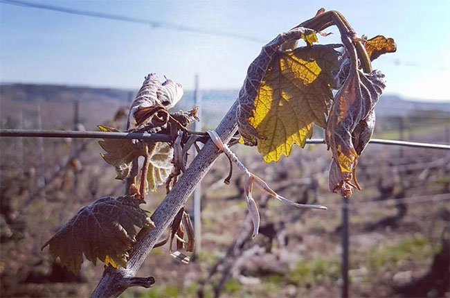 climate change vineyards