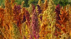 quinoa seed heads flourishing in summer garden display
