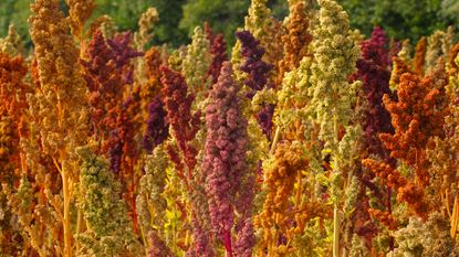 quinoa seed heads flourishing in summer garden display