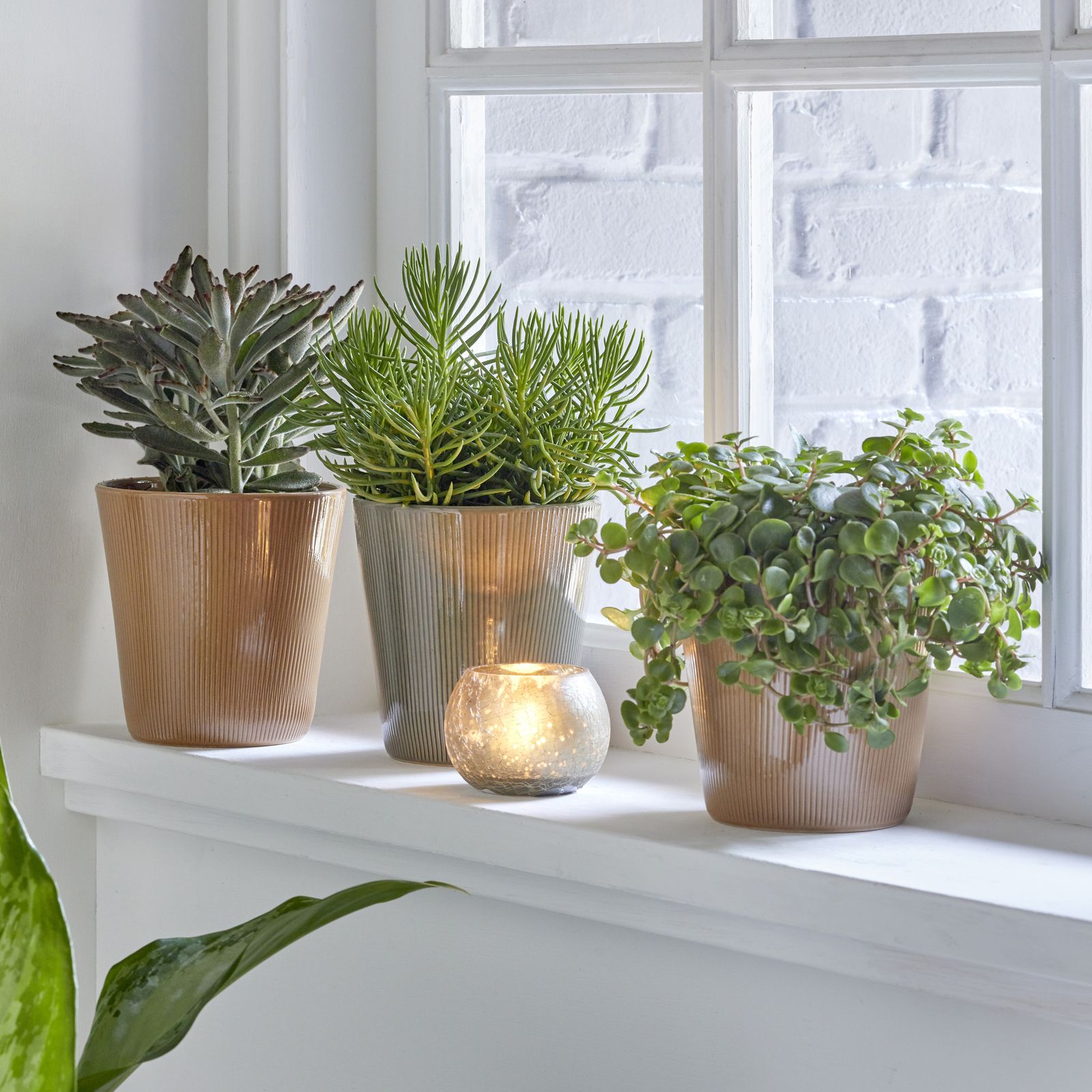 How To Care For Houseplants Over Winter During The Colder Months Ideal Home 3676