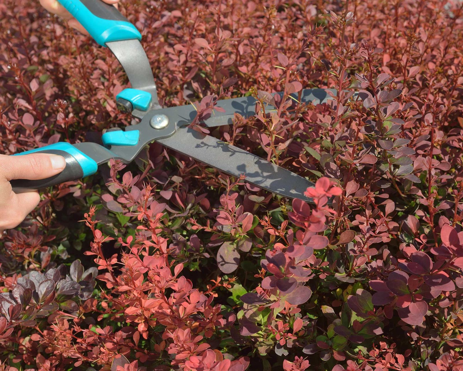 Barberry care and growing guide how to look after berberis Gardeningetc