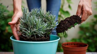 A lady fills in some soil around rosemary in a pot