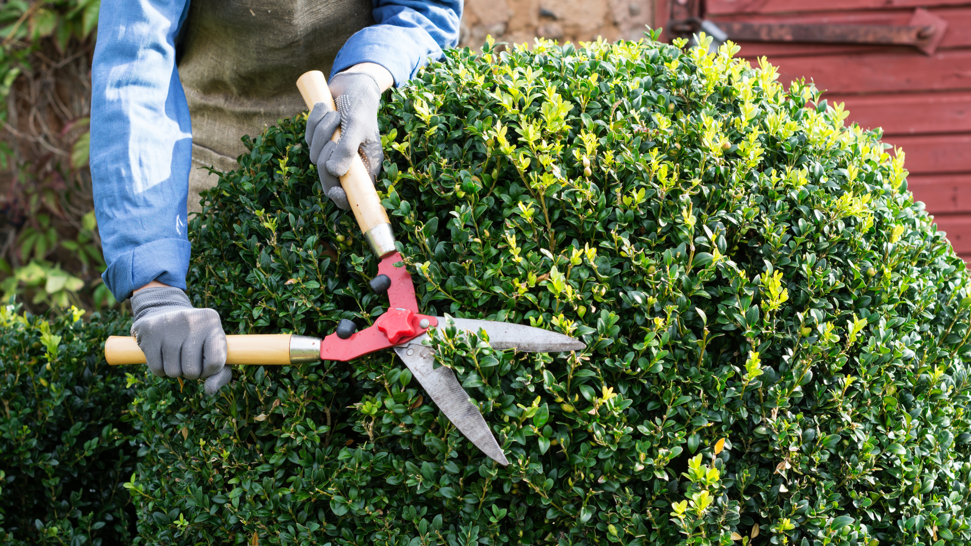 gardener pruning box in spring