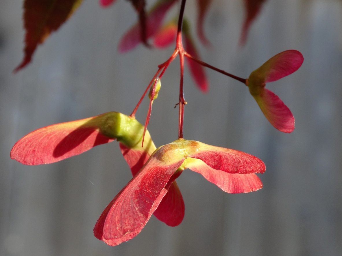 Red Samara Plant