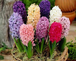 Florist Flowering Hyacinth Basket