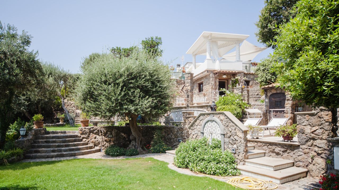 Olive tree in Mediterranean style yard