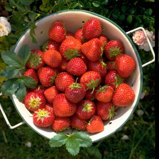 strawberries in pan on garden