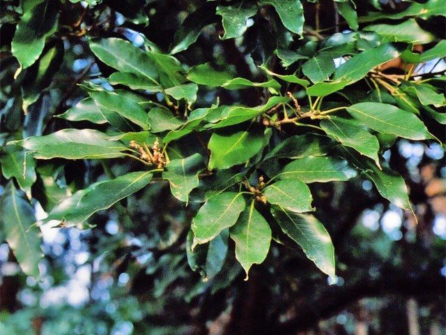 Types Of Oak Trees - Learn About Different Oak Tree Varieties ...