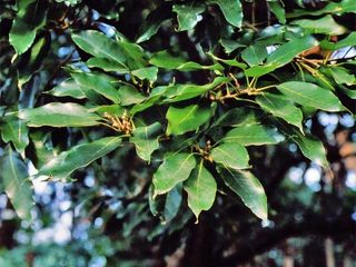 japanese evergreen oak