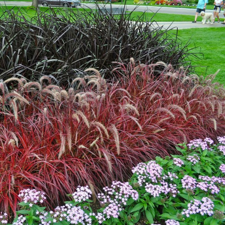 Fireworks Fountain Grass Shrub