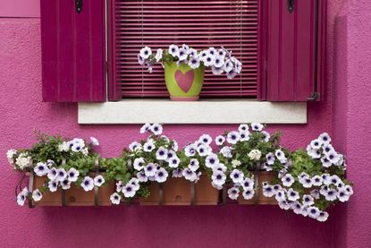 A pink-painted building with white flowers by the window