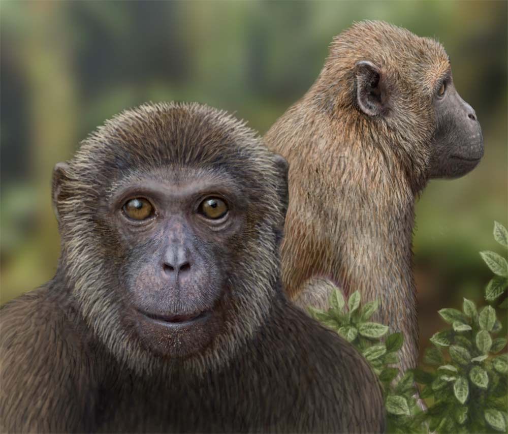 illustration of oldest monkey