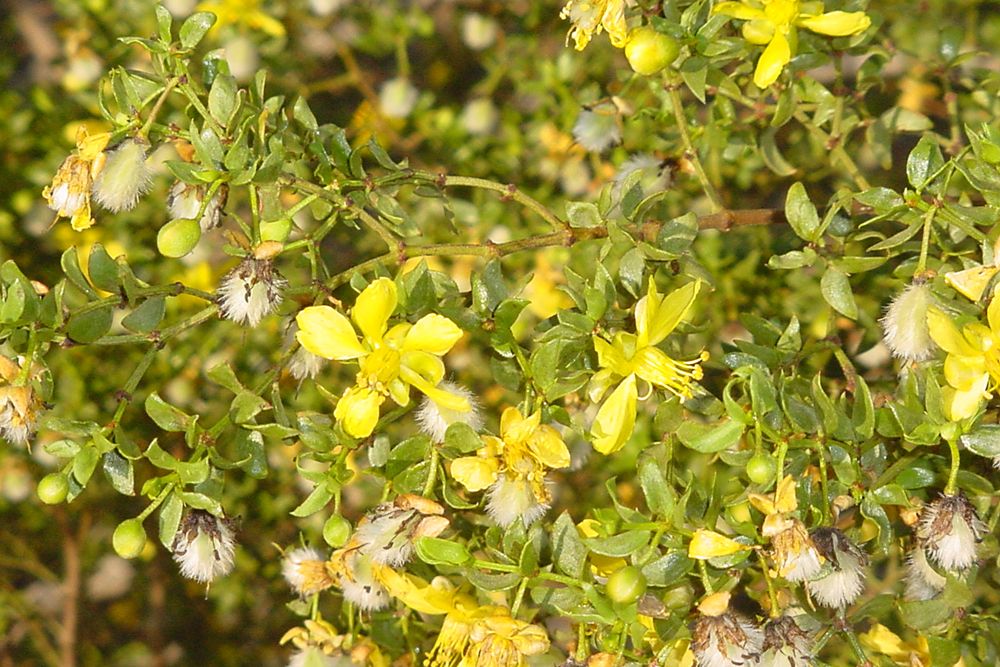 Creosote Bushes Photos Desert Plants & Flora Live Science