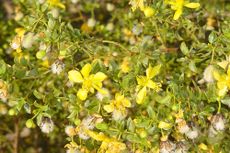 creosote bushes, desert plants, desert life, desert flora, Southwest deserts, strange plants