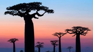 Avenue of Baobabs, Madagascar