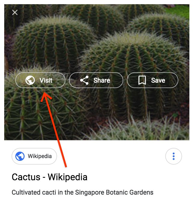 Google image search of a cactus