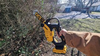 DeWalt DCCS623B 20V MAX 8 in. Brushless Cordless Battery Powered Pruning Chainsaw being tested in writer's home