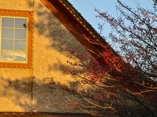 Capturing the long shadows and vibrant red berries created by Golden Hour, captured with a Vivo X100 Pro