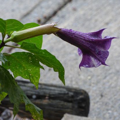 wet datura