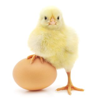 Chick stands with one leg on top of large egg.