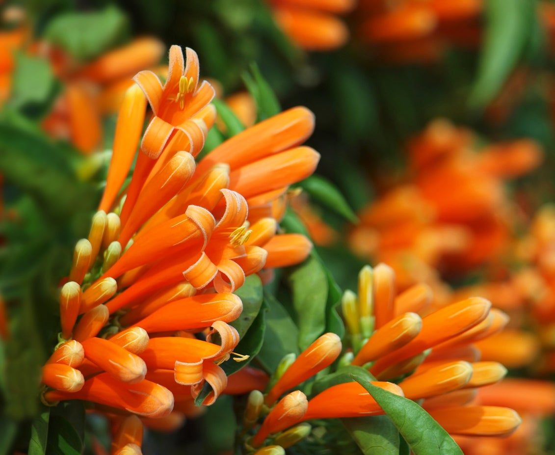 Orange Honeysuckle Vines