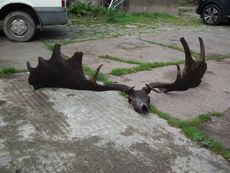 Irish elk