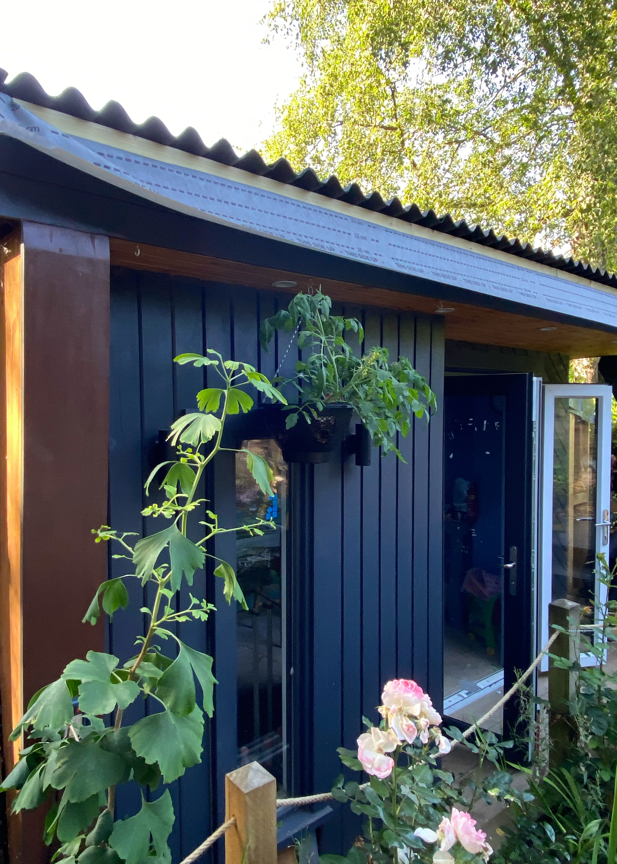 modern garden shed painted dark blue with climbing plants and pink roses round the door
