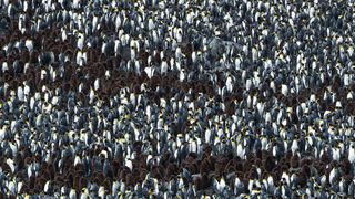 A whole lot of penguins in Antarctica saw the total solar eclipse.