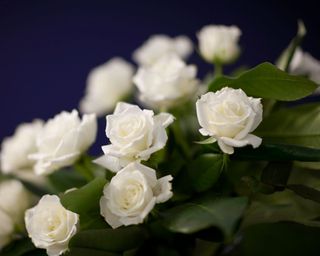 white roses against dark background