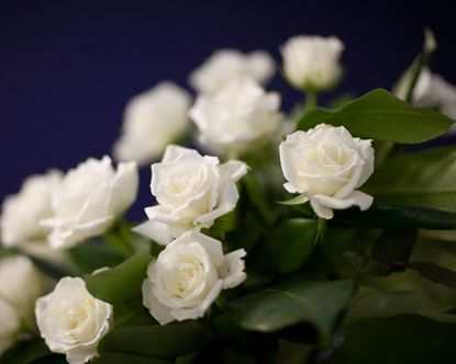 How to create a moon garden with expert plant suggestions | Homes and