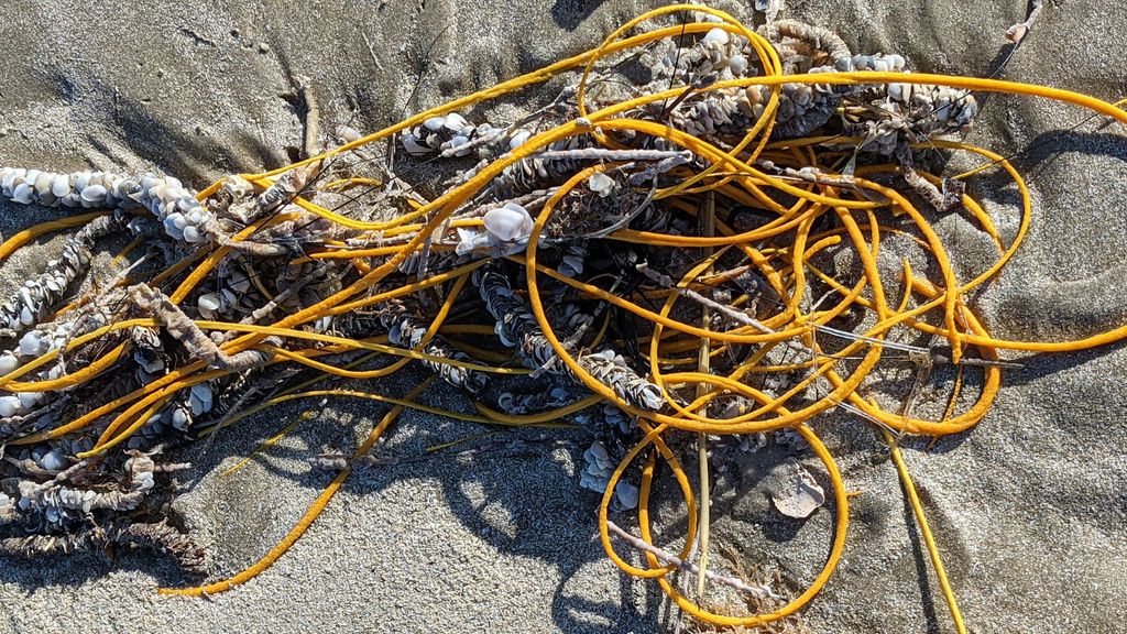 'Pile of rope' on a Texas beach is a weird, real-life sea creature