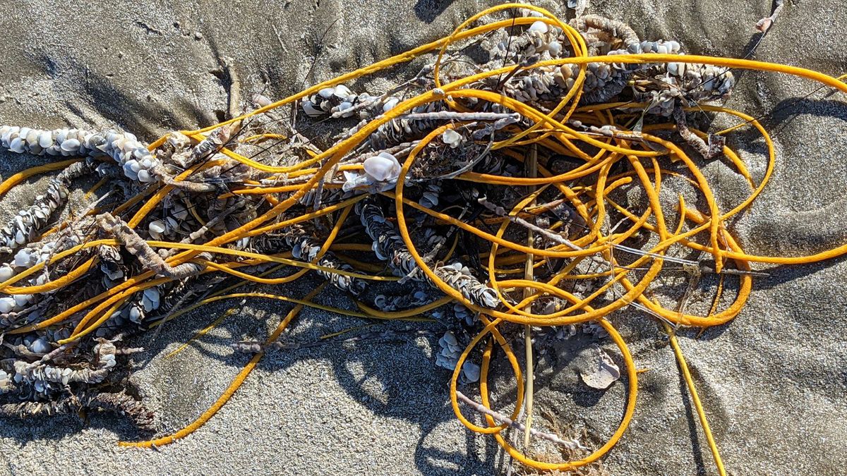 Pile of rope' on a Texas beach is a weird, real-life sea creature