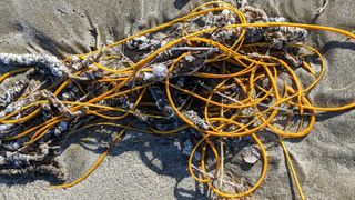 The colorful sea whip (Leptogorgia virgulata) is often mistaken by beachgoers for a tangle of cable or rope.
