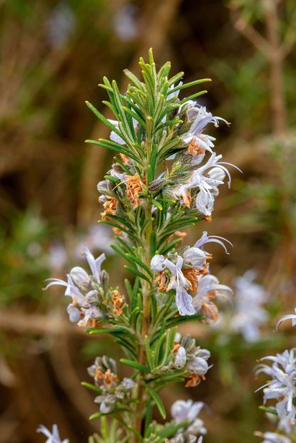 Mrs Jessop's rosemary, or Rosmarinus Officinalis Mrs Jessopp's upright.