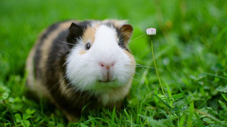 How Long Do Guinea Pigs Live Your Top Six Guinea Pig Questions Answered Petsradar