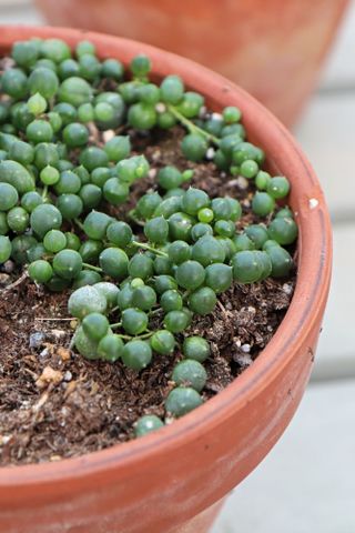 string of pearls plant in a terracotta pot with dry soil and shperical bead shape leaves
