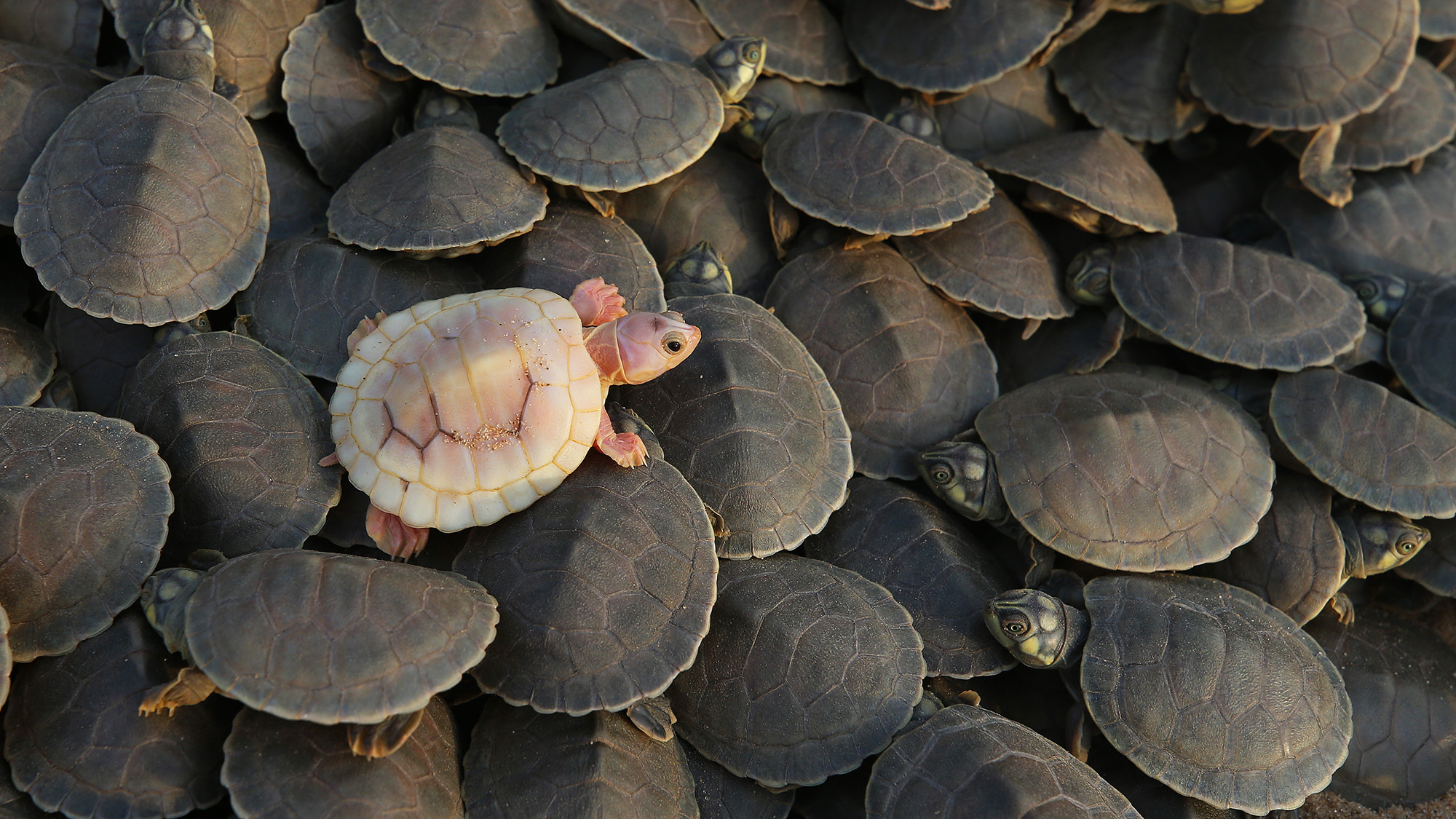 An albino turtle hatchling sits among other turtles ahead of their release at the Abufari Biological Reserve in Tapaua, Brazil