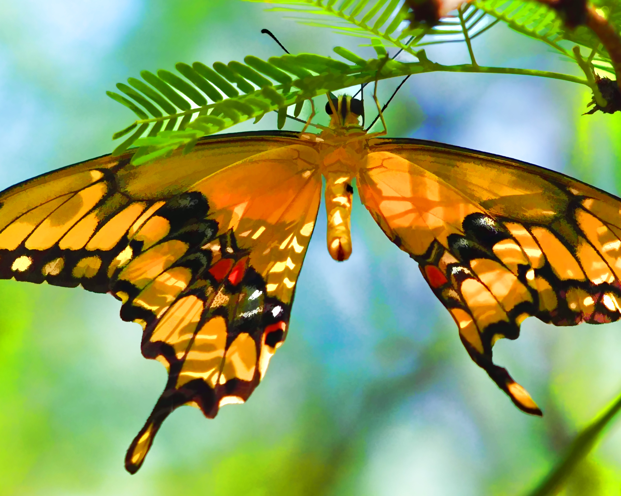 Butterfly in shade